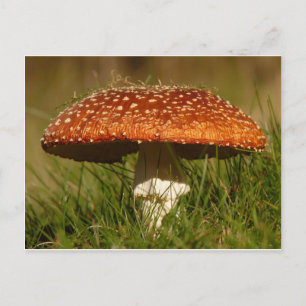 Cartão Postal Cogumelo Argaric Voador