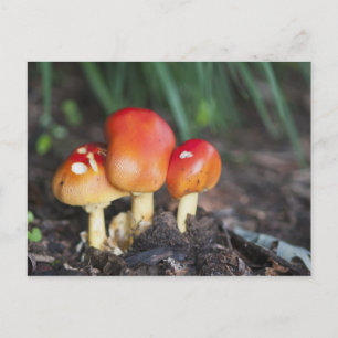 Cartão Postal cogumelo da família Amanita