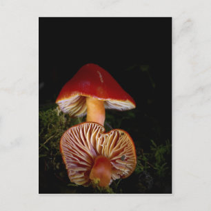 Cartão Postal Cogumelo de Waxcap