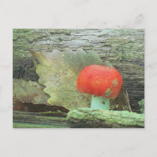 Cartão Postal Cogumelo Na Floresta