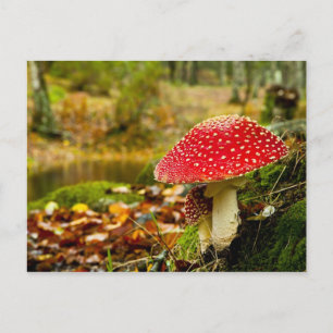 Cartão Postal Cogumelo Vermelho