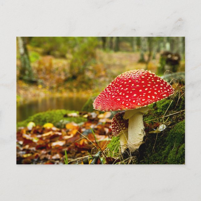 Cartão Postal Cogumelo Vermelho (Frente)