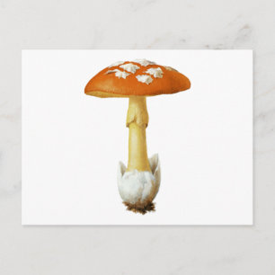 Cartão Postal Cogumelo Vermelho E Branco