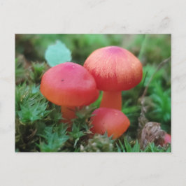 Cartão Postal Cogumelos Brilhantes Vermelho no chão da floresta
