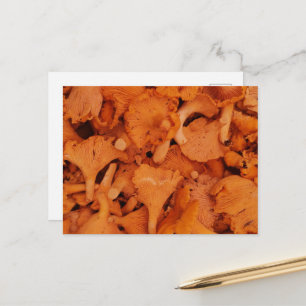 Cartão Postal Cogumelos Chanterelle Frescos Fotografia