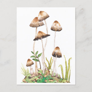 Cartão Postal Cogumelos Florestais Castanhos