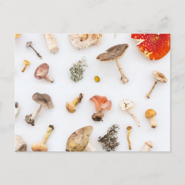 Cartão Postal Cogumelos Fungus (Frente)