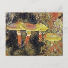 Cartão Postal Cogumelos Místicos