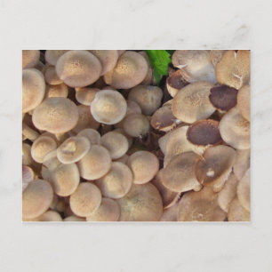 Cartão Postal Cogumelos pequenos