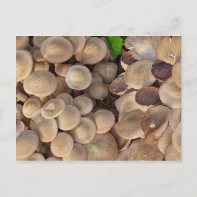 Cartão Postal Cogumelos pequenos (Frente)
