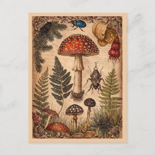 Cartão Postal Cogumelos Samambaia Besouros Floresta Vintage