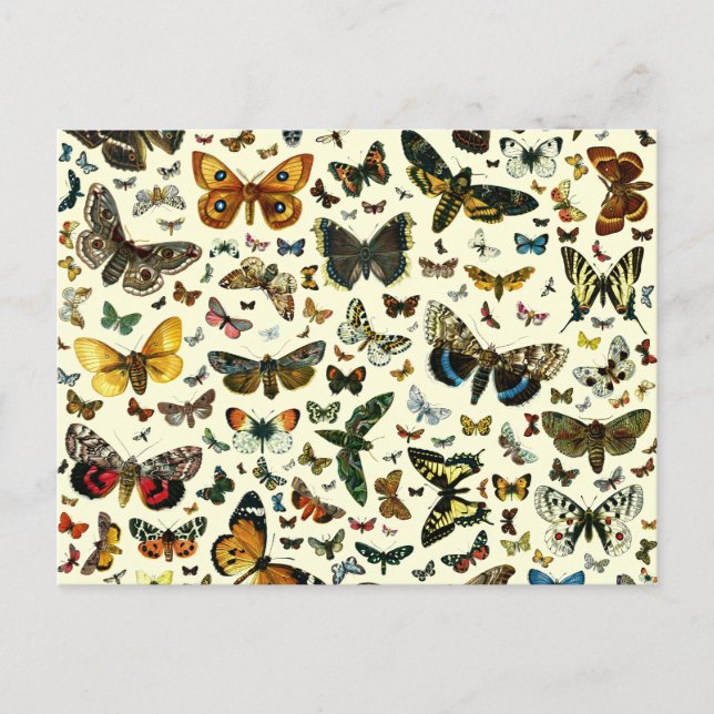 Cartão Postal Colagem de Borboletas (Frente)