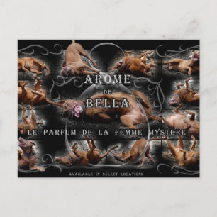 Cartão Postal Colagem de Cachorros Feliz de Chocolate Colado