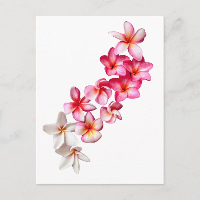 Cartão Postal Colagem de Flores de Plumeria (Frente)