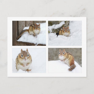 Cartão Postal Colagem de Fotos de Esquilo Fofo Sentado na Neve 4