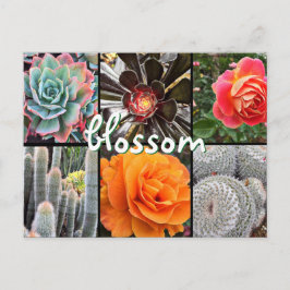 Cartão Postal Colagem de fotos em cactos e rosas