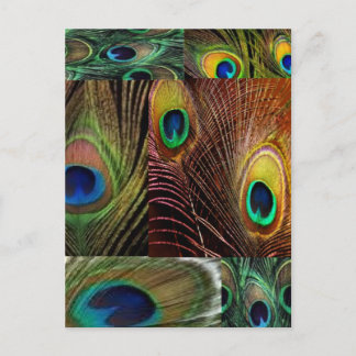 Cartão Postal colagem de penas de pavão