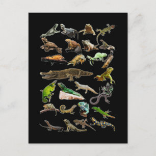 Cartão Postal Colagem de Répteis Lagarto Gecko Dragão Barbudo