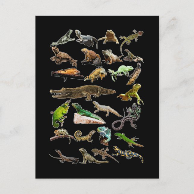 Cartão Postal Colagem de Répteis Lagarto Gecko Dragão Barbudo (Frente)