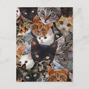 Cartão Postal Colagem do gatinho