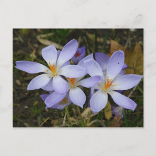 Cartão Postal Colchicum autumnale