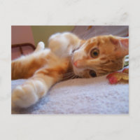 Cole é Cartão-postal do bobo