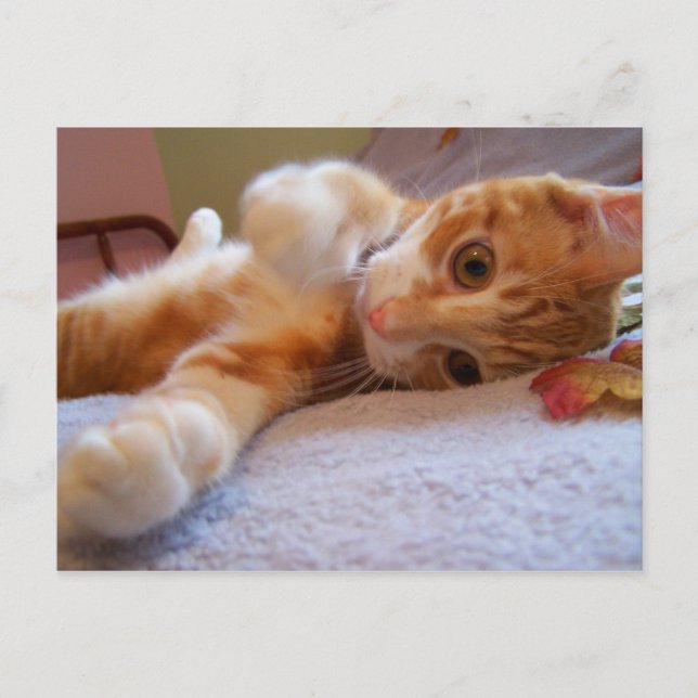 Cartão Postal Cole é Cartão-postal do bobo (Frente)