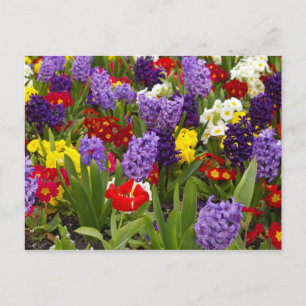 Cartão Postal Coleção Arco-íris