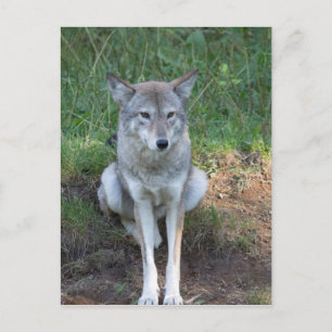 Cartão Postal Coleção Coyote