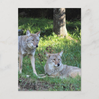 Cartão Postal Coleção Coyote
