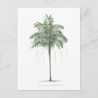 Cartão Postal Coleção da ilustração da palmeira