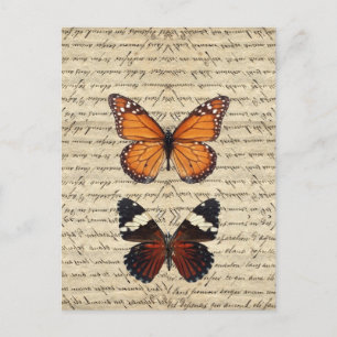 Cartão Postal Coleção de borboletas