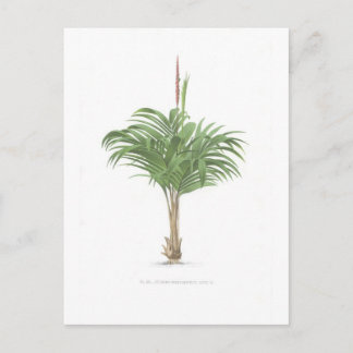 Cartão Postal Coleção de Desenhos de Palma