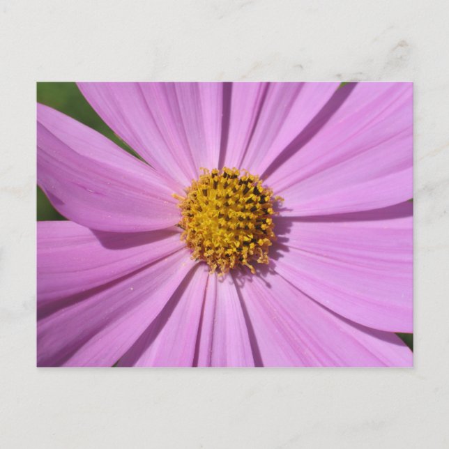 Cartão Postal Coleção de Flores N. º 4 (Frente)