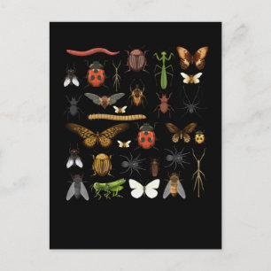 Cartão Postal Coleção de Insetos Natureza Voa Borboleta Mariposa