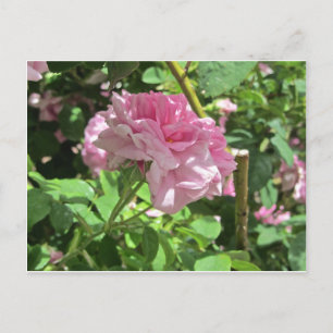 Cartão Postal Coleção de Jardins Botânicos Denver