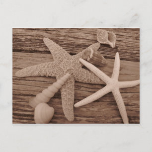 Cartão Postal Coleção de Shell