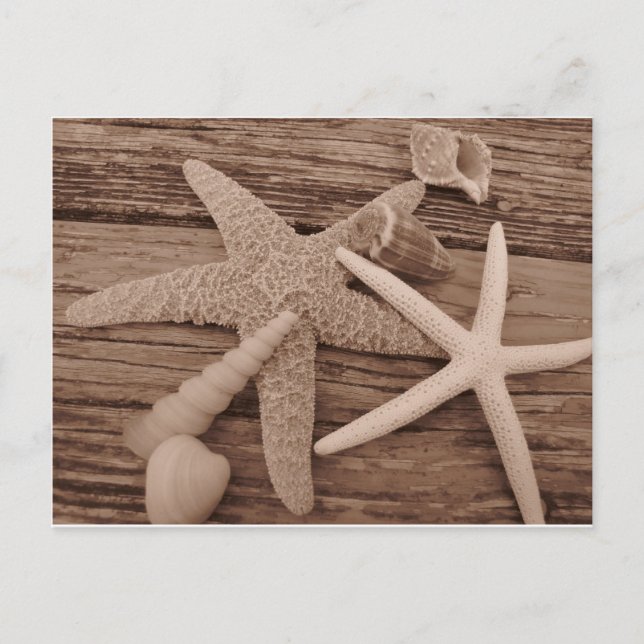 Cartão Postal Coleção de Shell (Frente)