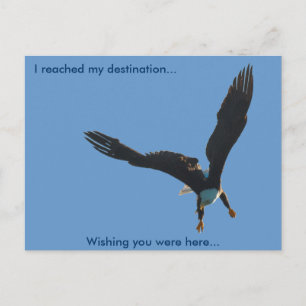 Cartão Postal Coleção de Voo da Águia Balda II