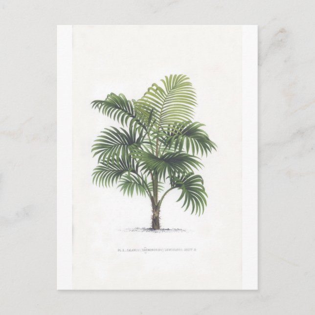 Cartão Postal Coleção dos desenhos da palma (Frente)