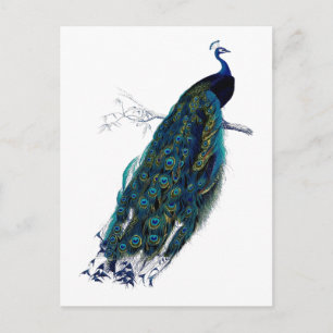Cartão Postal Coleção Peacock