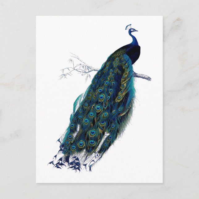 Cartão Postal Coleção Peacock (Frente)