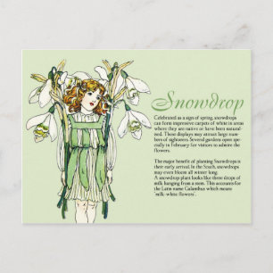 Cartão Postal Coletor de Botânica Vintage Snowdrops Informaçõ