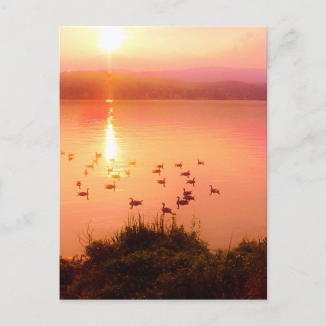 Cartão Postal Coletor solar rosa e pêssego (Frente)