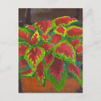 Cartão Postal Coleus em Terracotta