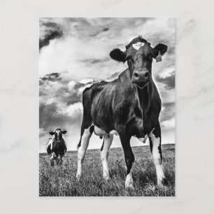 Cartão Postal Colheita BW