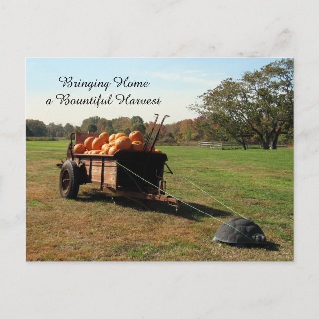 Cartão Postal Colheita de Abóbora - Cartão-postal (Frente)