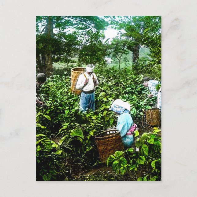 Cartão Postal Colheita De Chá Verde Deixa Antigos Fazendeiros Ja (Frente)