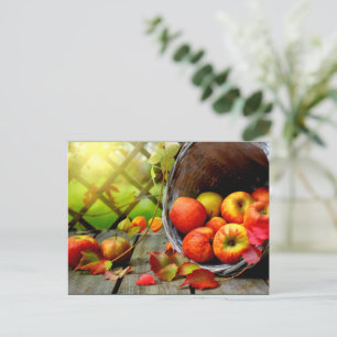 Cartão Postal Colheita de Maçãs