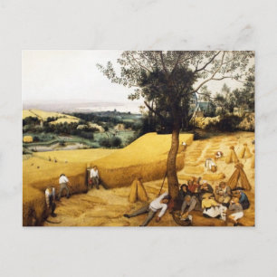 Cartão Postal Colheita de Milho - 1565